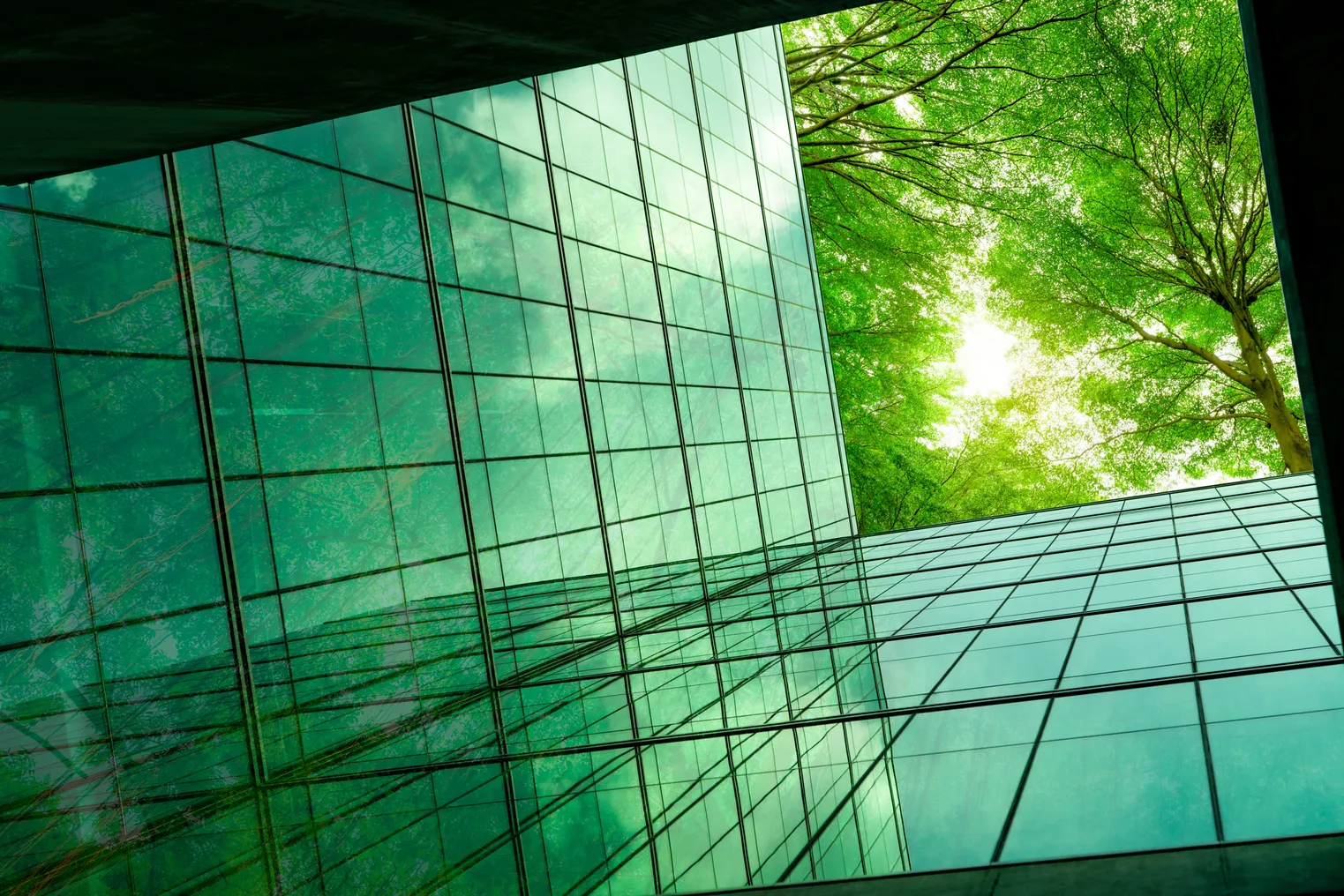 View of trees from corporate building