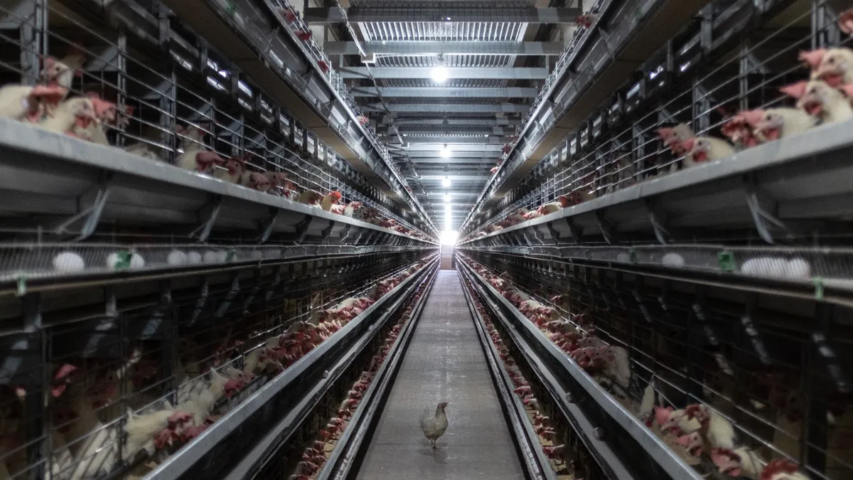 Chickens are in cages at an egg farm.