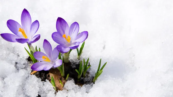 Spring crocus snow
