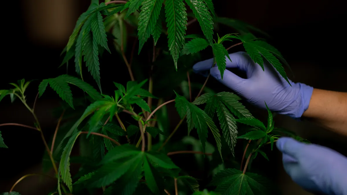 A pair of gloved hands touch a cannabis plant leaf