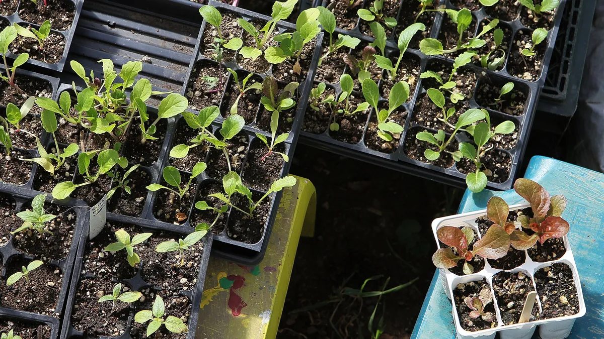 Plant seedlings are seen in plastic soil containers