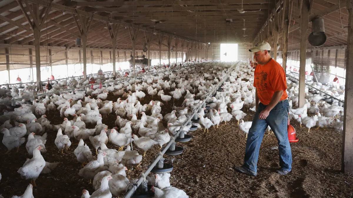 A farmer feeds chickens in an enclosed facility