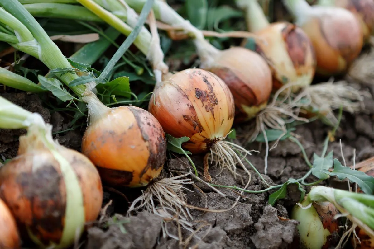 A row of onions on the ground waiting to be harvested.