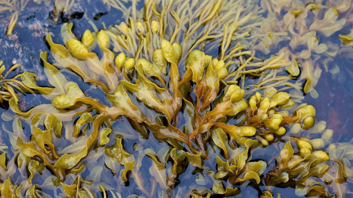 Dense brown-ish green seaweed emerges from water