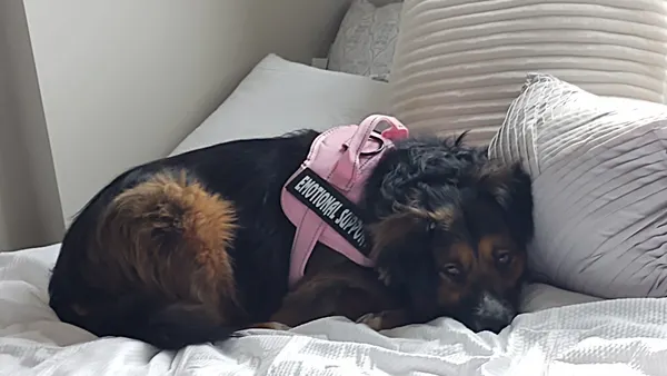 A dog, who serves as an emotional support animal, is lying on a bed