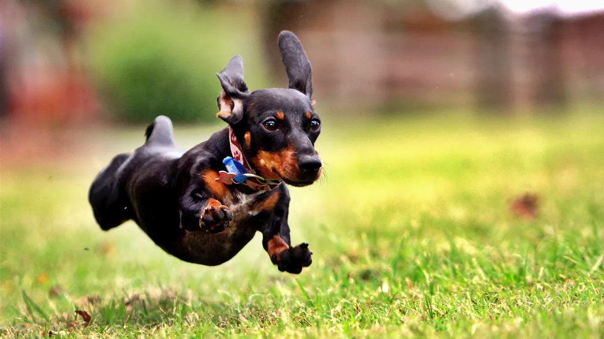 jumping dog, dachshund