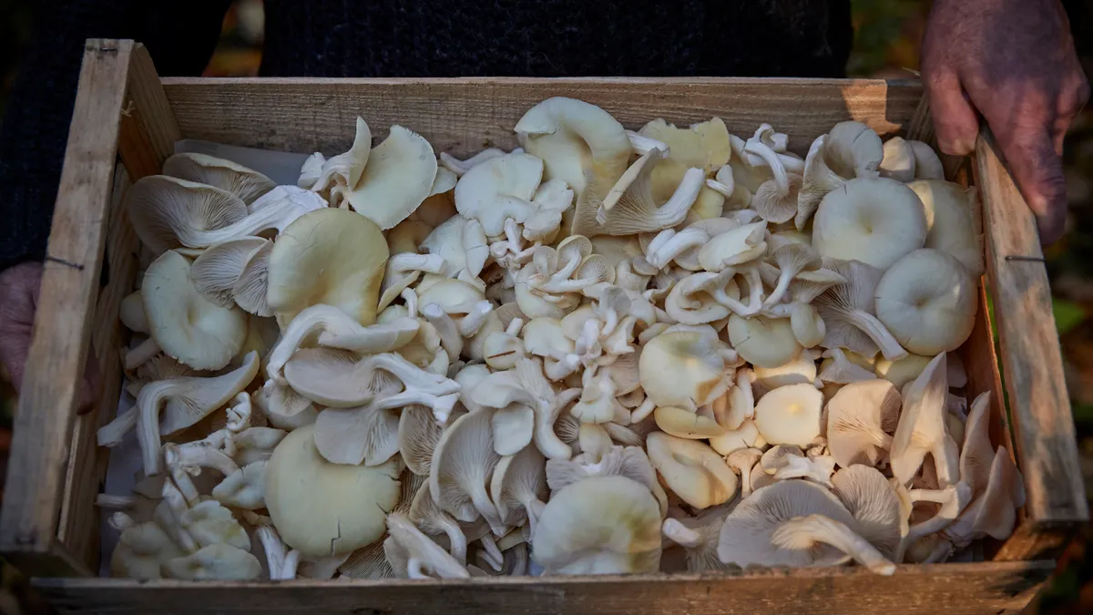 Mushrooms are seen in a crate.