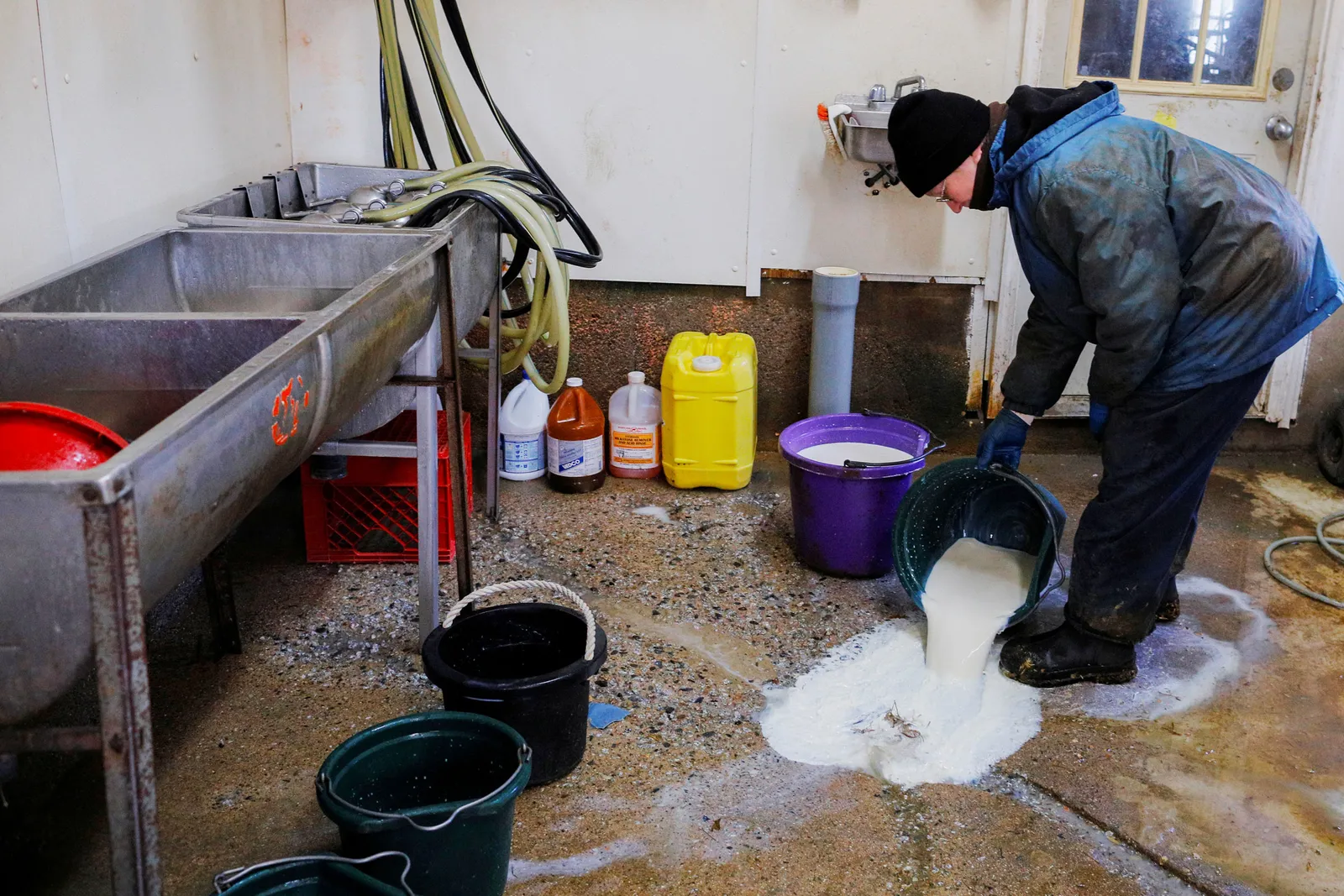 A person pours milk from a cow milking down a floor drain.