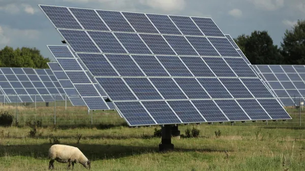 A sheep grazes among solar panels at a solar farm.