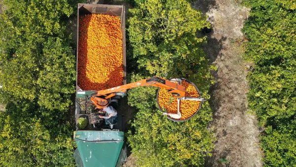 Aerial view of oranges being harvested in Florida