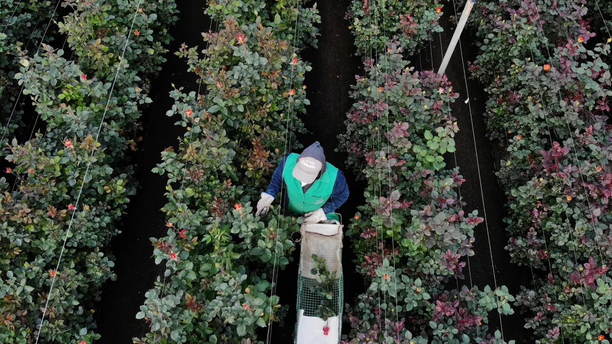 A person walks through a greenhouse filled with flowers.