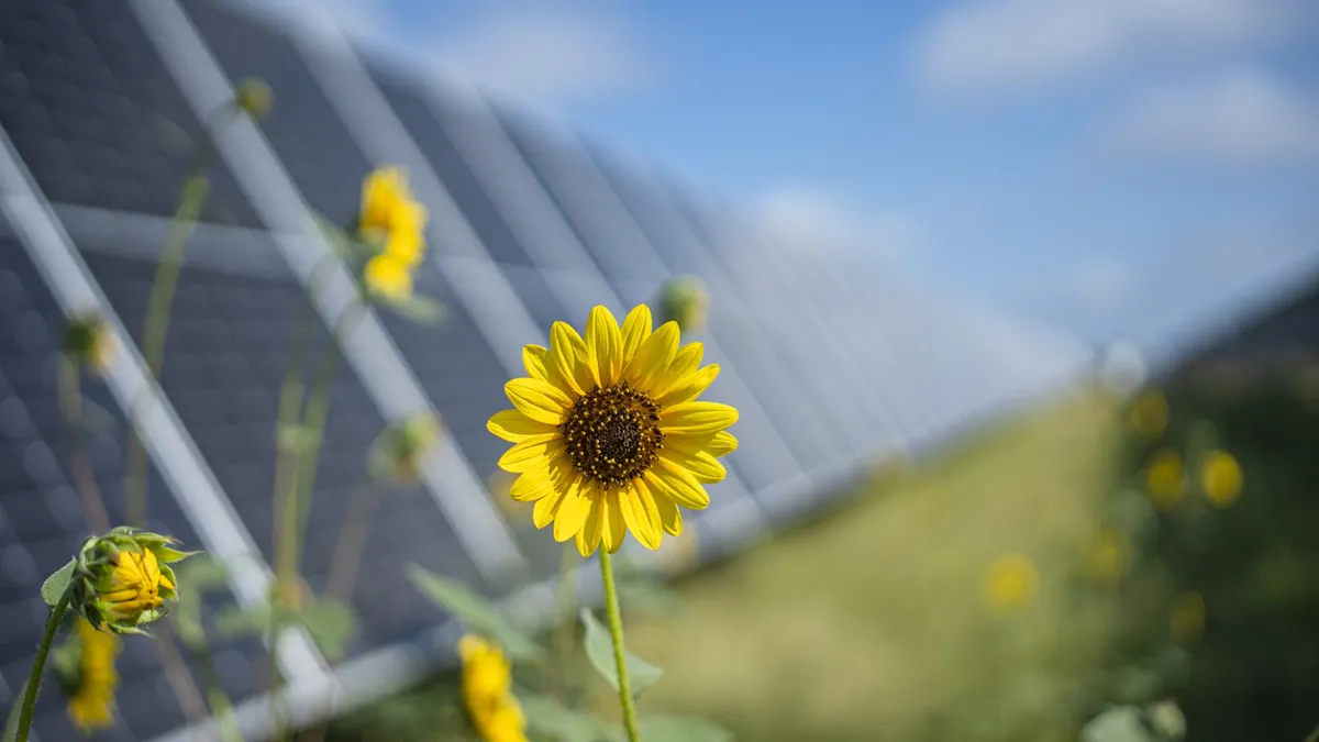 A field of solar panels arranged in rows, harnessing sunlight for renewable energy generation.