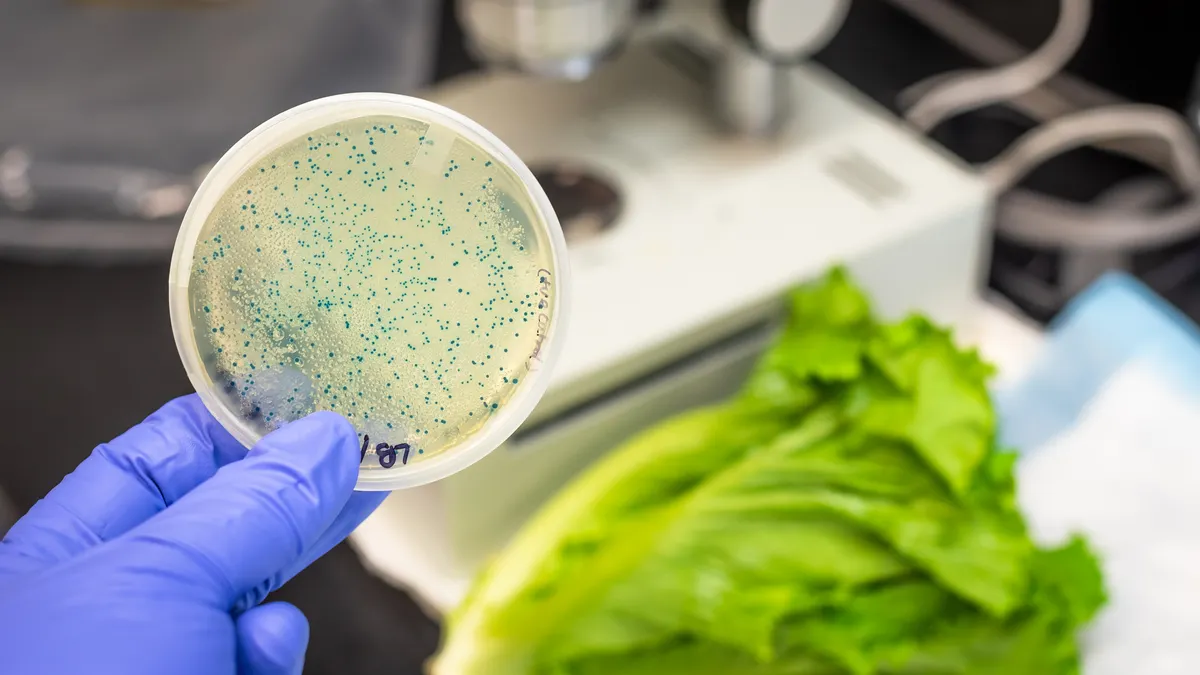 A gloved hand holds a petri dish with bacterial colonies, with lettuce and a microscope in the background.