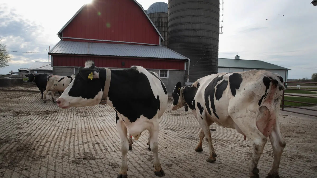 Cows are seen outside a red barn on a farm