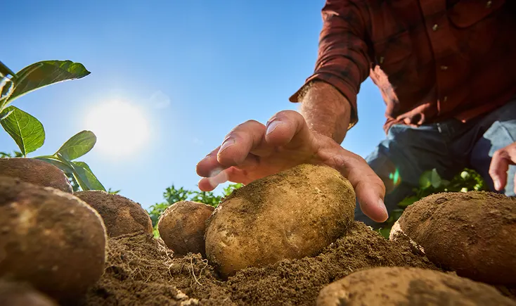 Field to fry: What sustainability actually looks like in the potato supply chain