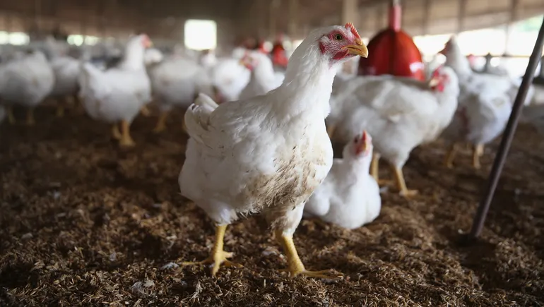 Chicken executives found not guilty of price fixing