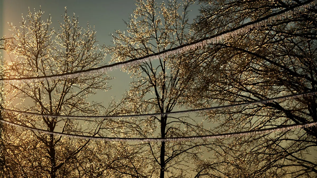 Ice covers trees and power lines