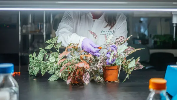 A laboratory scientist works with plants. Their hands are visible through several potted plants and their leaves.