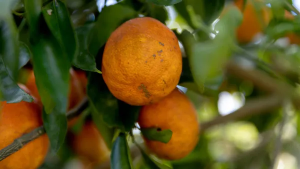 Oranges are seen hanging from a tree