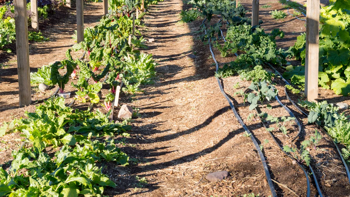 Plants grow in a garden. Irrigation lines run along the ground next to the plants.