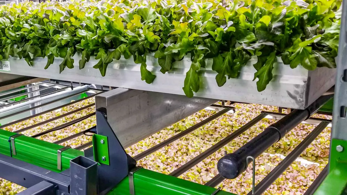 A look at greens at one of Bowery Farming's indoor farms.