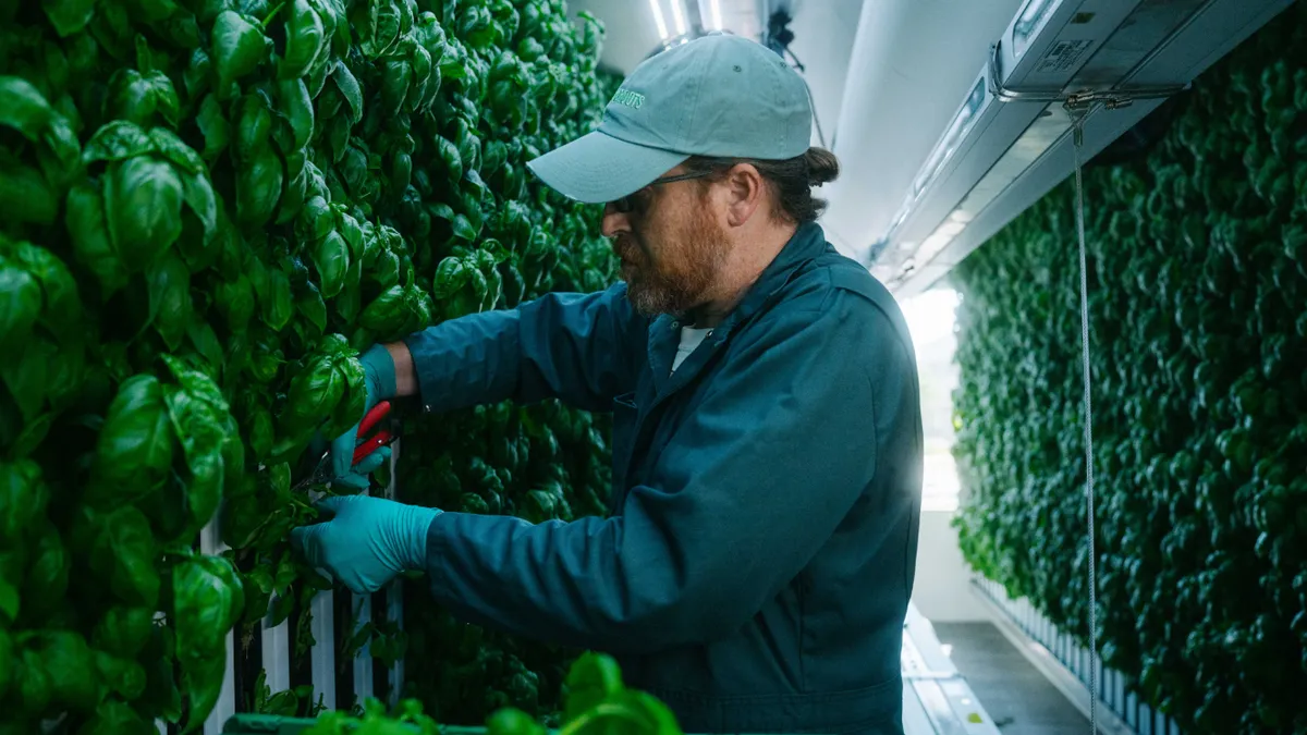 A person tending to leafy greens at an indoor farming site