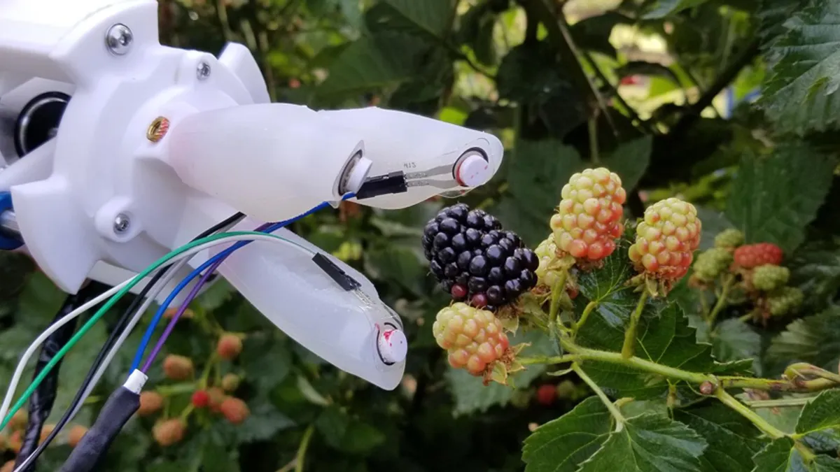 A robot hand picks a blackberry