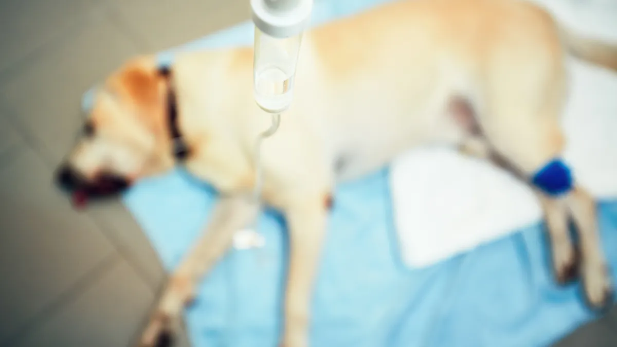 Old dog in veterinary clinic.