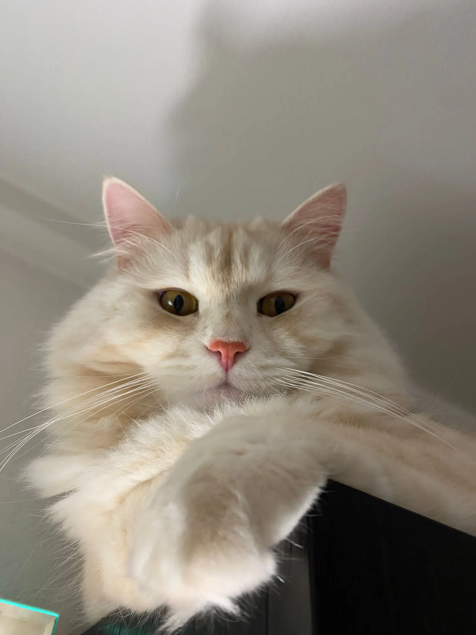 Lamborghini’s Paolo Poma  cat