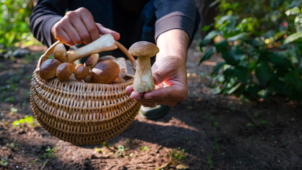 Hand holding Boltetus edulis next to full wicker basket of mushrooms in the forest