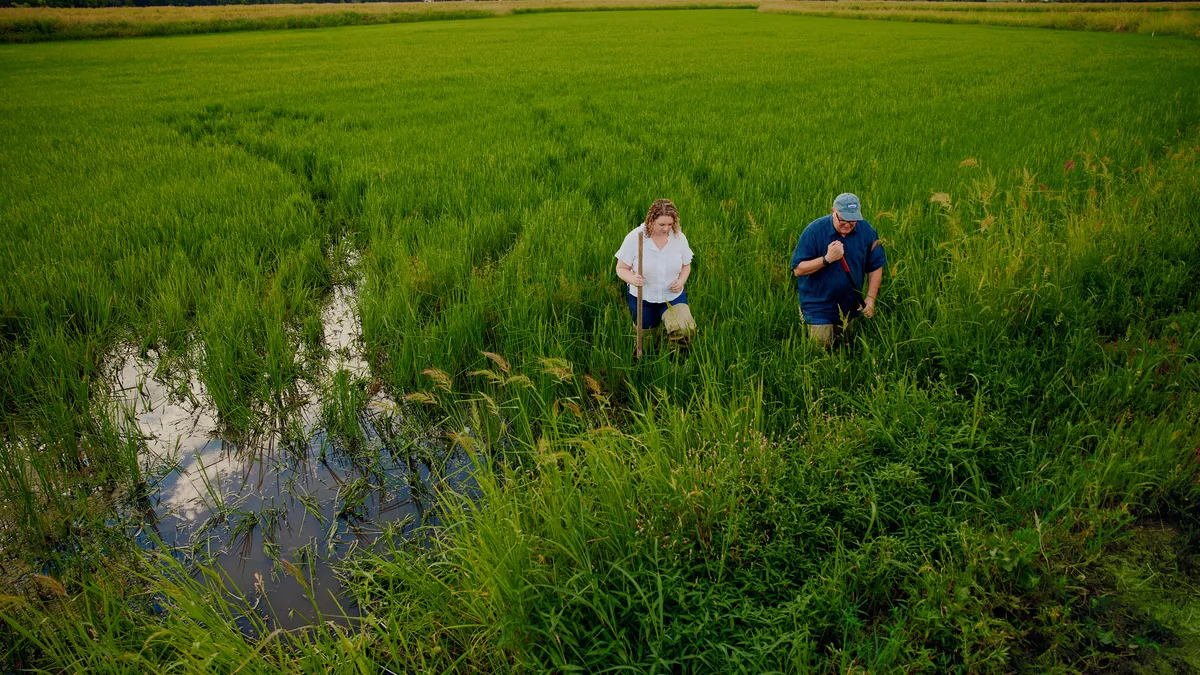 Lundberg Farms