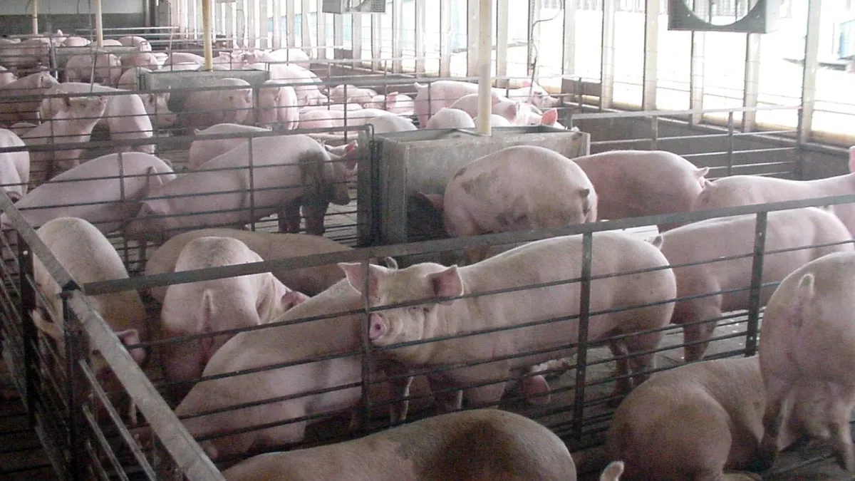 Hogs are seen in a concentrated animal feeding operation