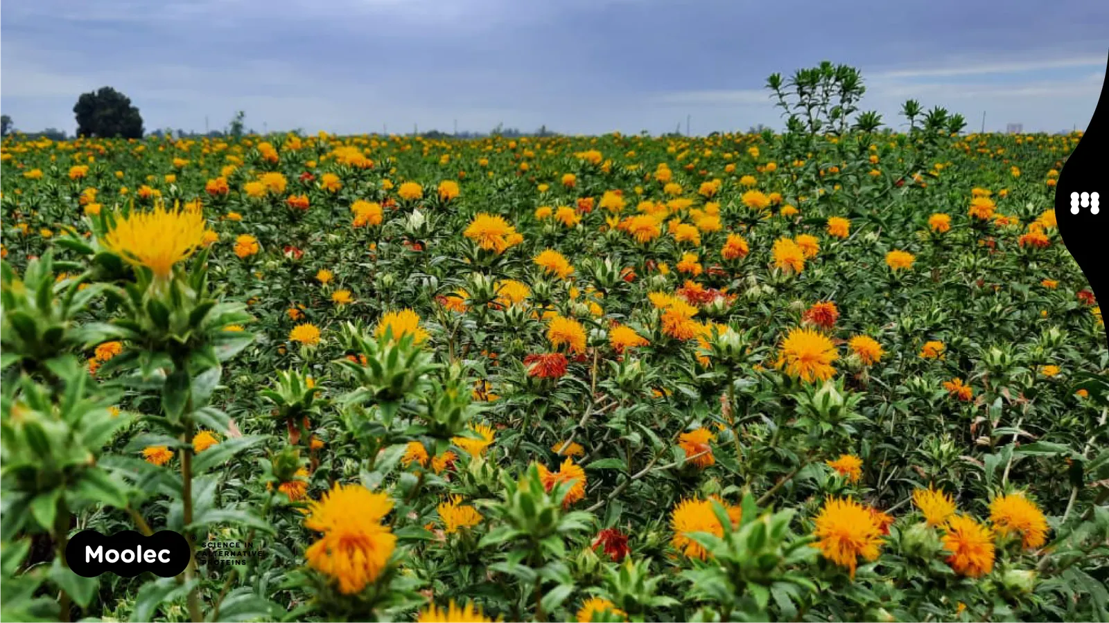 A field of safflower plants with bright yellow blooms among green leaves. It is a clear day with blue skies.