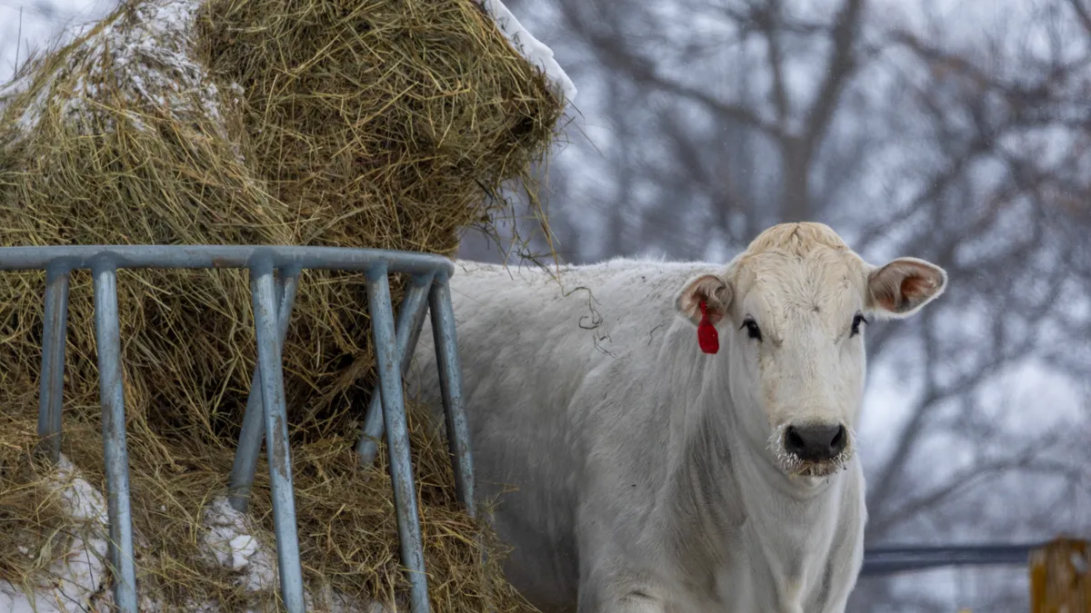 A cow stands near food and water as blowing snow and winds roll through Polk City, Iowa.