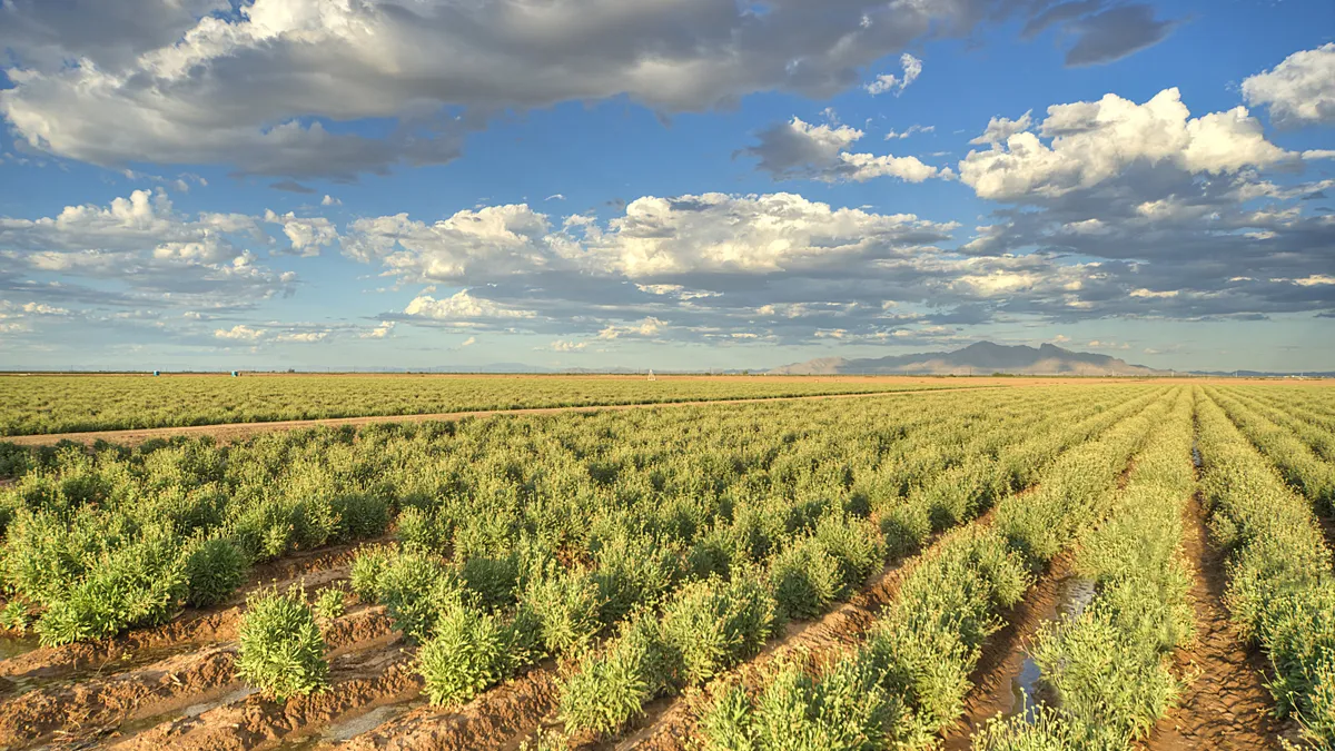 Rows of the guayule desert shrub at a farm