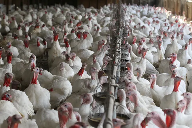 Bird flu cases reemerge at US commercial poultry farms for first time ...