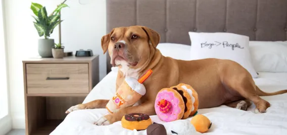 A dog sitting with six Dunkin'-inspired dog toys.