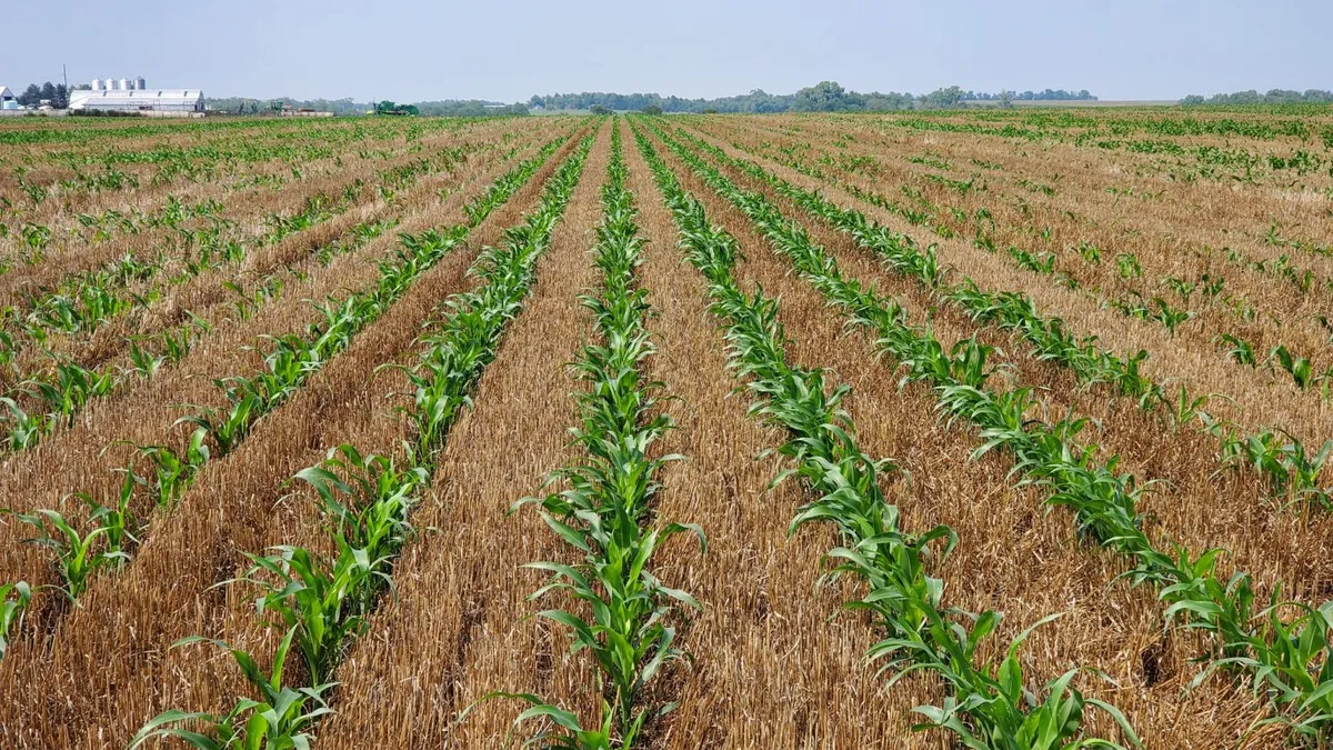 Sorghum grows in the fields.