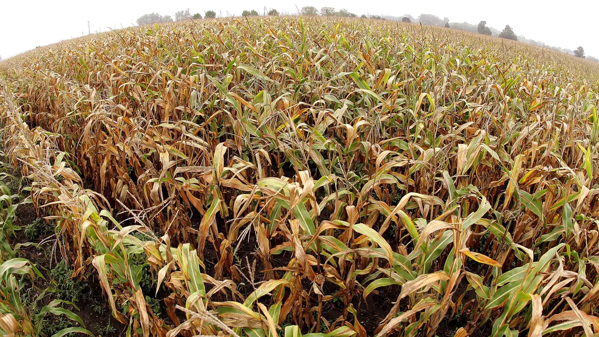 Illinois corn stalks are ready for harvest.