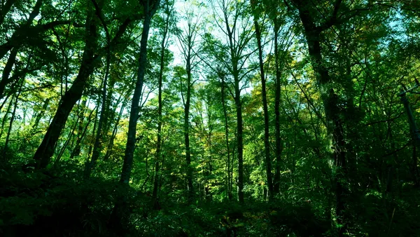 View of trees.