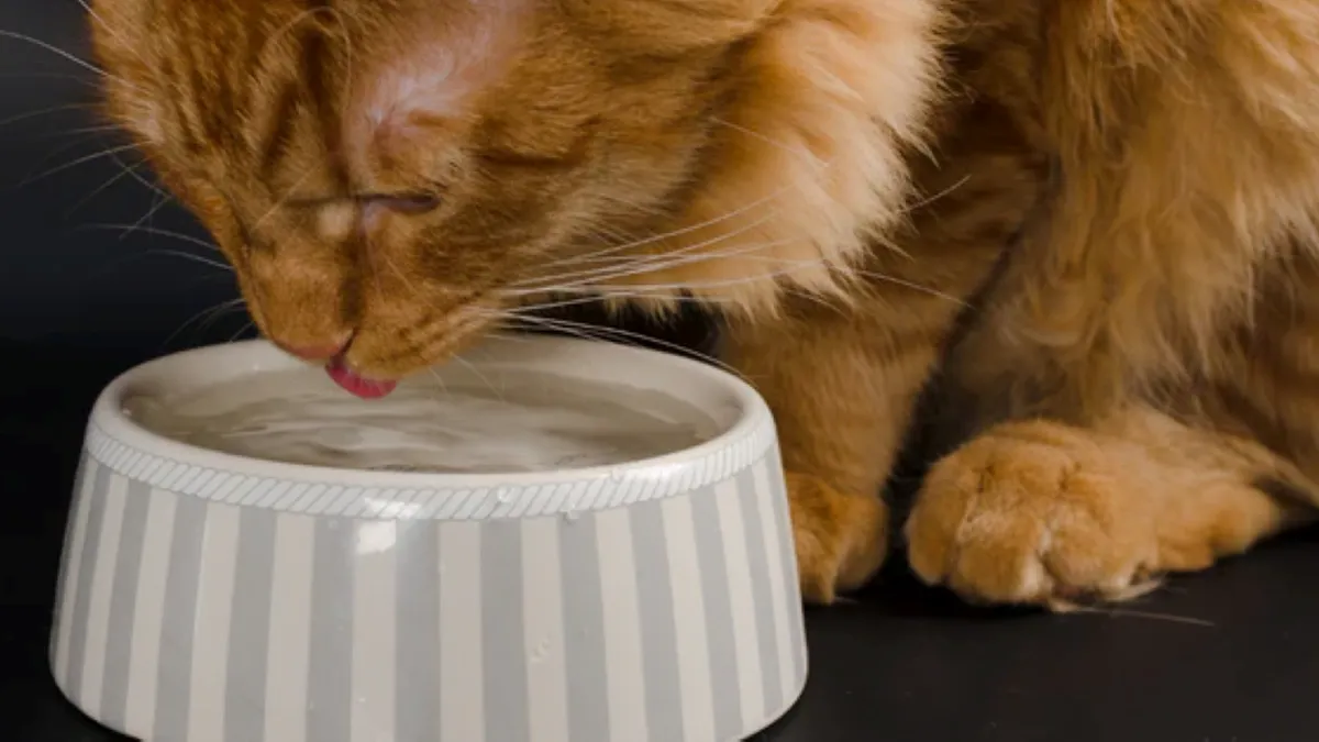 A fluffy ginger kitty drinking out of a gray and yellow-striped plastic bowl.