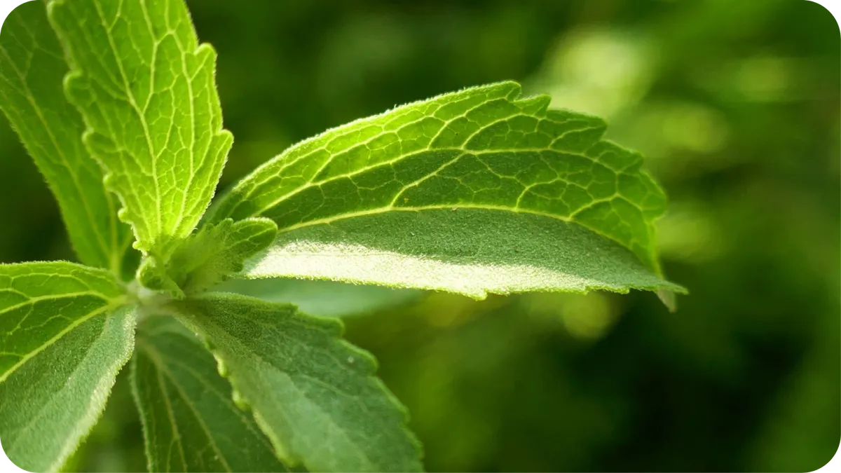 Nura's new stevia extrand blend product