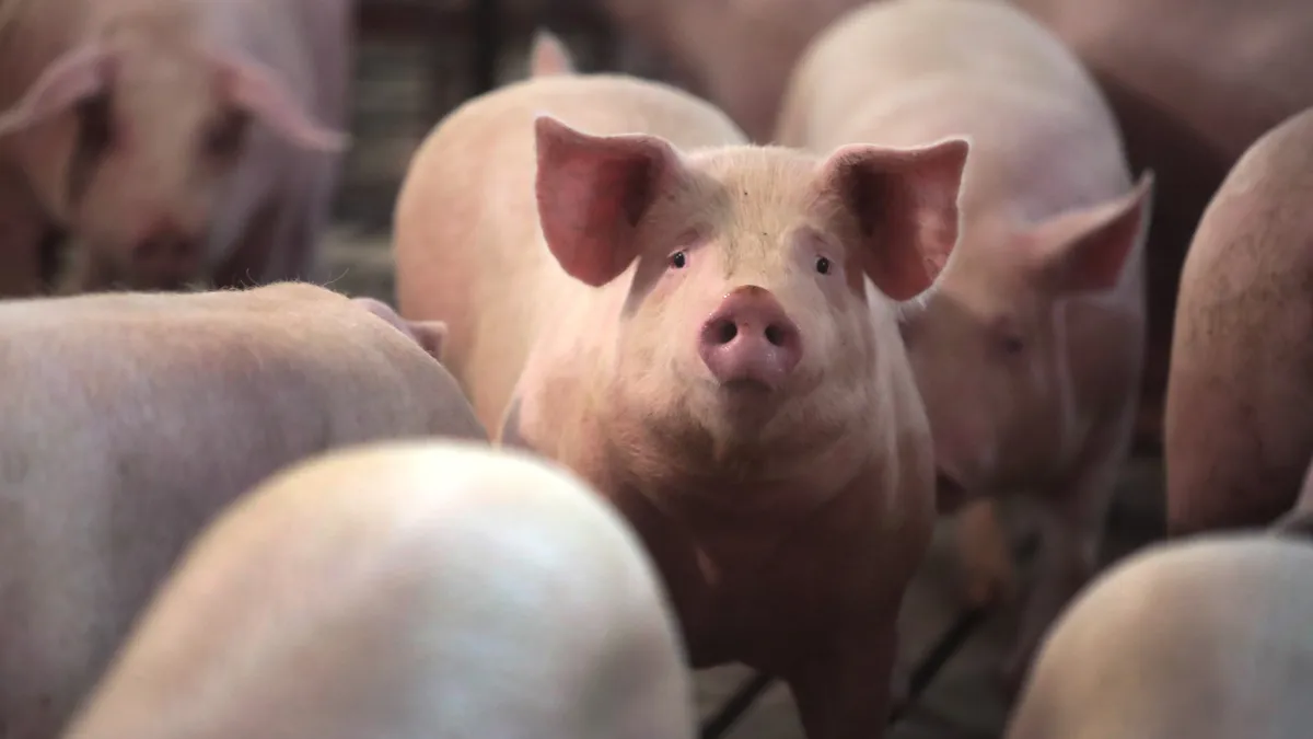 Hogs raised on an Illinois farm.