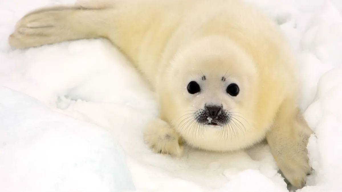 A baby harp seal pup lays on ice in the White Sea.