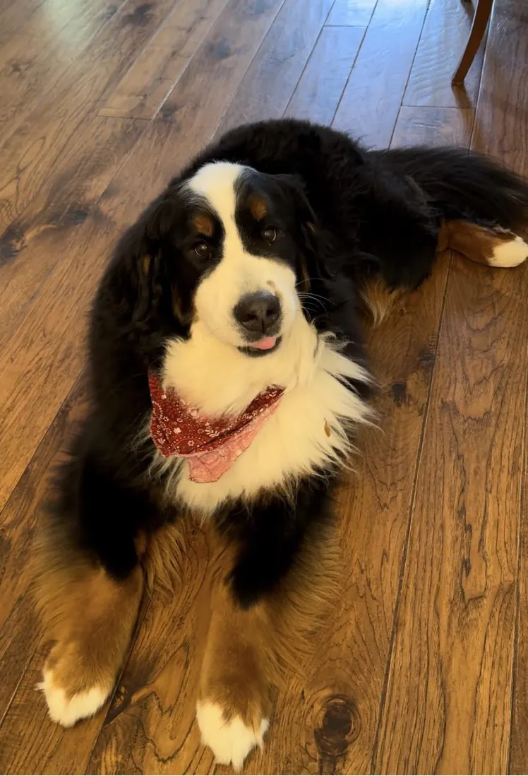Workday’s Zane Rowe's dog