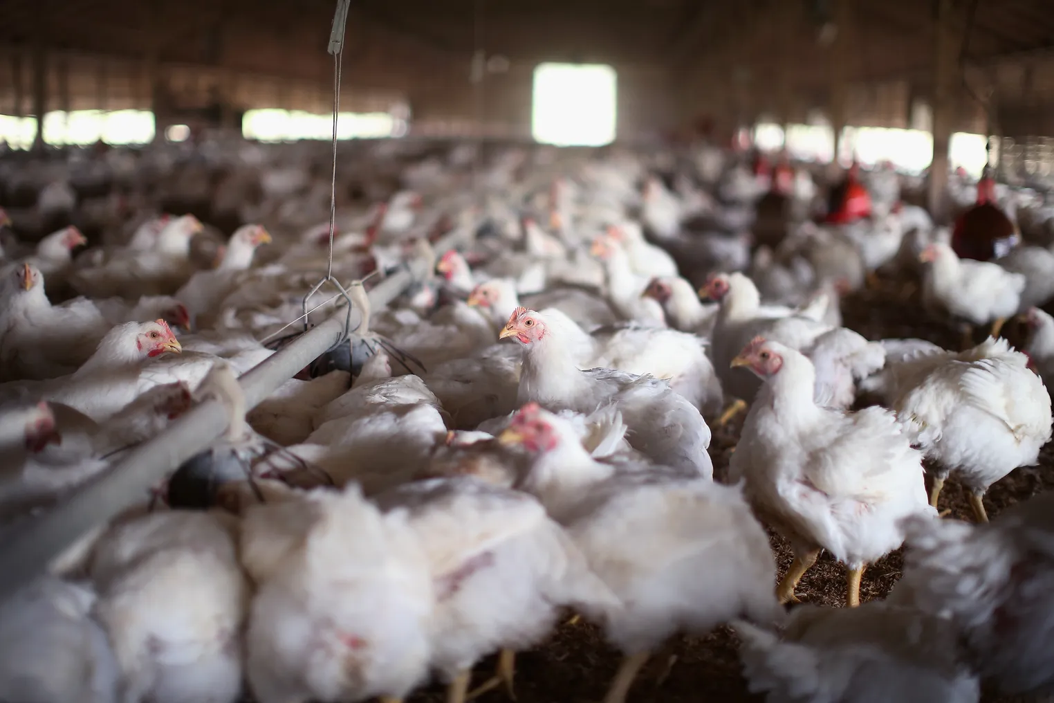 Chickens roam and scratch around in a farm.