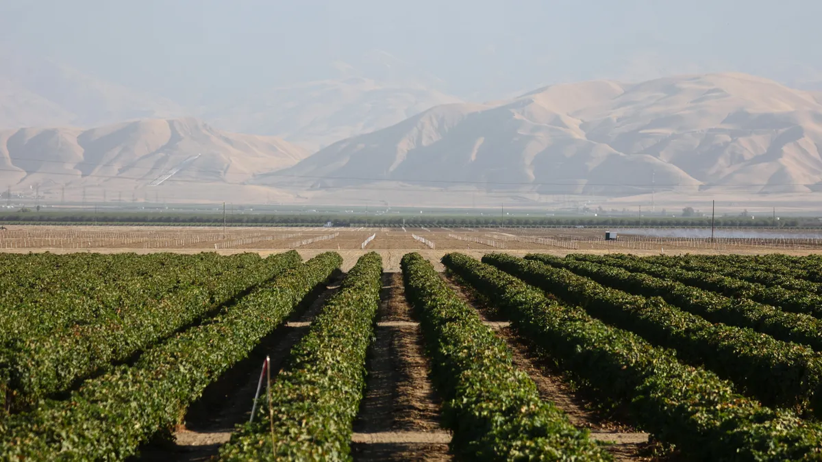 Rows of green crops are seen against the backdrop of a drought-stricken landscape