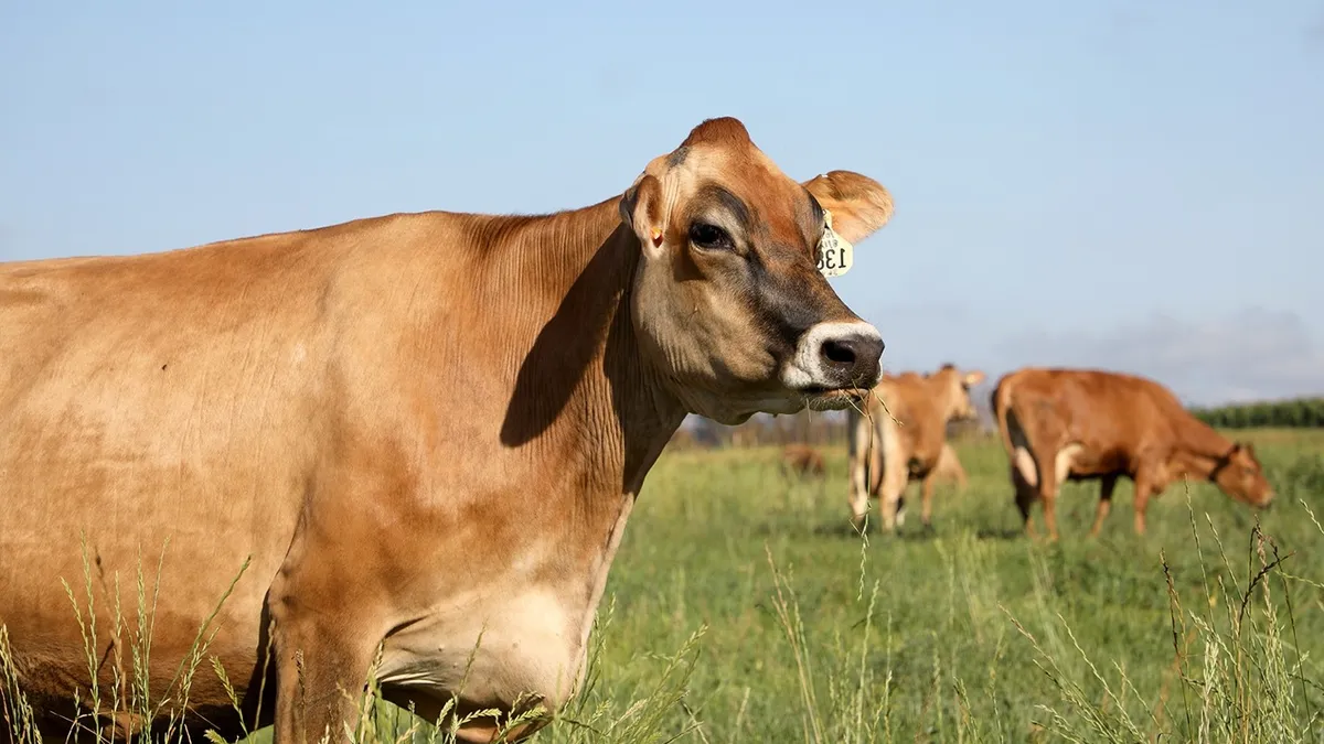 A cow in the foreground with 2 other cows behind it.