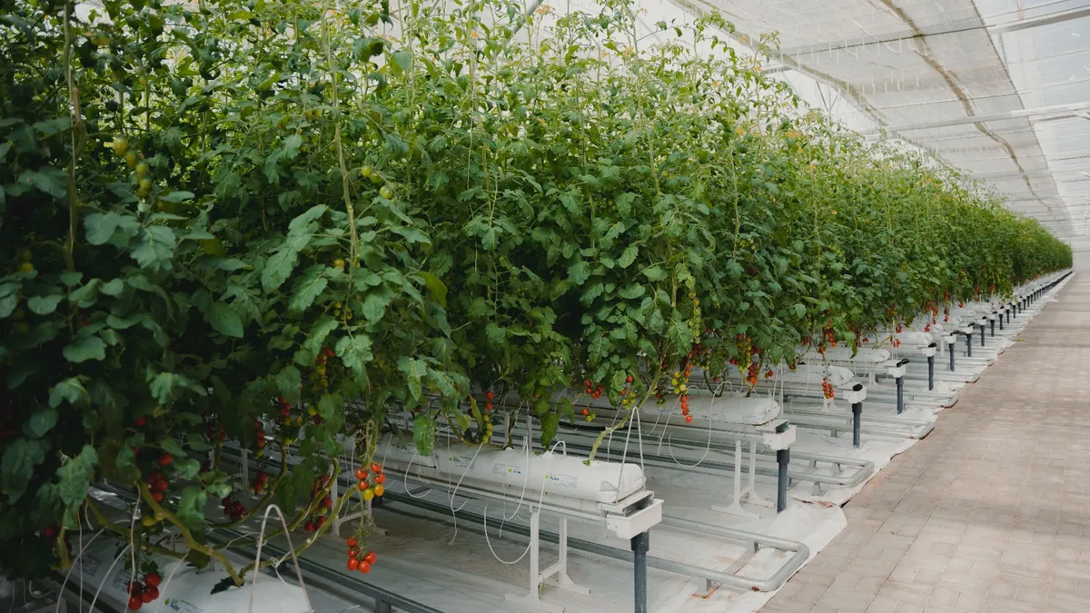 Produce grows from iyris greenhouse systems