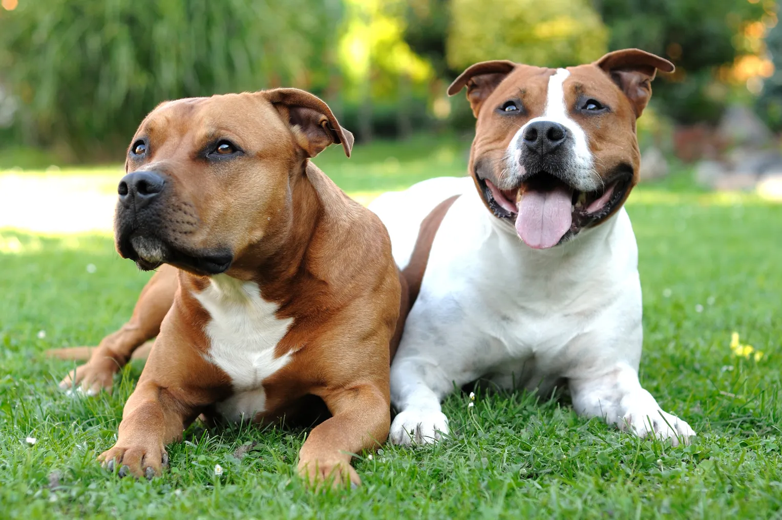 Two American Staffordshire Terriers are lying in the grass.